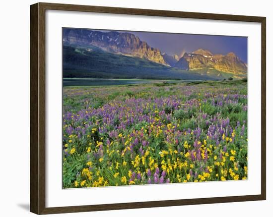 Meadow of Wildflowers in the Many Glacier Valley of Glacier National Park, Montana, USA-Chuck Haney-Framed Photographic Print