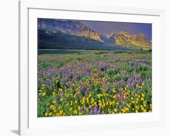 Meadow of Wildflowers in the Many Glacier Valley of Glacier National Park, Montana, USA-Chuck Haney-Framed Photographic Print