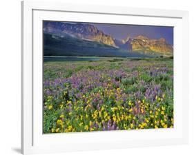 Meadow of Wildflowers in the Many Glacier Valley of Glacier National Park, Montana, USA-Chuck Haney-Framed Photographic Print