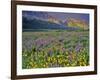 Meadow of Wildflowers in the Many Glacier Valley of Glacier National Park, Montana, USA-Chuck Haney-Framed Photographic Print