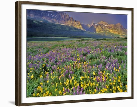 Meadow of Wildflowers in the Many Glacier Valley of Glacier National Park, Montana, USA-Chuck Haney-Framed Photographic Print