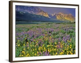 Meadow of Wildflowers in the Many Glacier Valley of Glacier National Park, Montana, USA-Chuck Haney-Framed Photographic Print