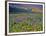 Meadow of Wildflowers in the Many Glacier Valley of Glacier National Park, Montana, USA-Chuck Haney-Framed Photographic Print