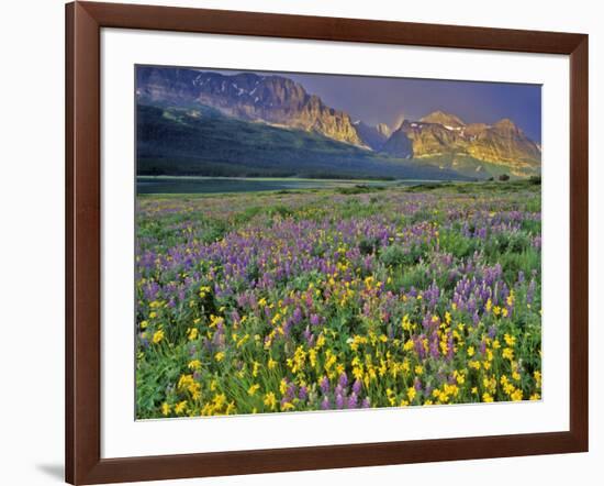 Meadow of Wildflowers in the Many Glacier Valley of Glacier National Park, Montana, USA-Chuck Haney-Framed Photographic Print