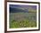 Meadow of Wildflowers in the Many Glacier Valley of Glacier National Park, Montana, USA-Chuck Haney-Framed Photographic Print