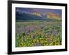 Meadow of Wildflowers in the Many Glacier Valley of Glacier National Park, Montana, USA-Chuck Haney-Framed Photographic Print