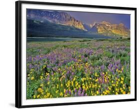 Meadow of Wildflowers in the Many Glacier Valley of Glacier National Park, Montana, USA-Chuck Haney-Framed Photographic Print