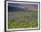 Meadow of Wildflowers in the Many Glacier Valley of Glacier National Park, Montana, USA-Chuck Haney-Framed Photographic Print