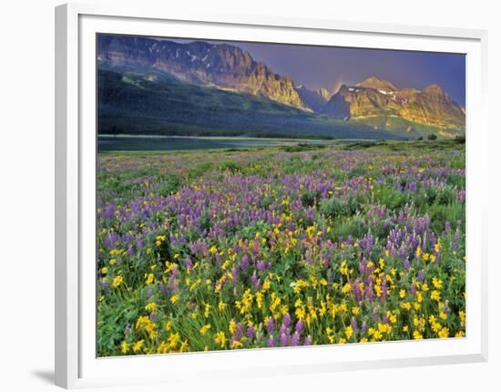 Meadow of Wildflowers in the Many Glacier Valley of Glacier National Park, Montana, USA-Chuck Haney-Framed Photographic Print