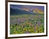 Meadow of Wildflowers in the Many Glacier Valley of Glacier National Park, Montana, USA-Chuck Haney-Framed Photographic Print