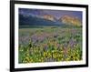 Meadow of Wildflowers in the Many Glacier Valley of Glacier National Park, Montana, USA-Chuck Haney-Framed Photographic Print