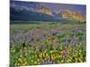 Meadow of Wildflowers in the Many Glacier Valley of Glacier National Park, Montana, USA-Chuck Haney-Mounted Photographic Print