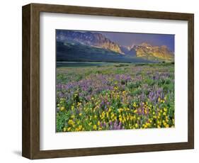 Meadow of Wildflowers in the Many Glacier Valley of Glacier National Park, Montana, USA-Chuck Haney-Framed Photographic Print