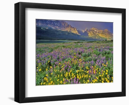 Meadow of Wildflowers in the Many Glacier Valley of Glacier National Park, Montana, USA-Chuck Haney-Framed Photographic Print