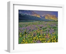 Meadow of Wildflowers in the Many Glacier Valley of Glacier National Park, Montana, USA-Chuck Haney-Framed Photographic Print