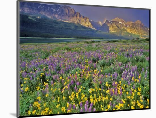 Meadow of Wildflowers in the Many Glacier Valley of Glacier National Park, Montana, USA-Chuck Haney-Mounted Photographic Print