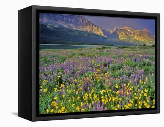Meadow of Wildflowers in the Many Glacier Valley of Glacier National Park, Montana, USA-Chuck Haney-Framed Stretched Canvas