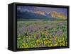 Meadow of Wildflowers in the Many Glacier Valley of Glacier National Park, Montana, USA-Chuck Haney-Framed Stretched Canvas