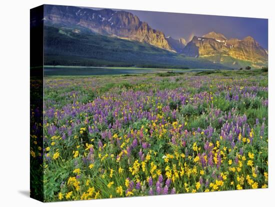 Meadow of Wildflowers in the Many Glacier Valley of Glacier National Park, Montana, USA-Chuck Haney-Stretched Canvas