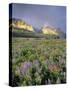 Meadow of Wildflowers Near Lake Sherbourne in Glacier National Park, Montana, USA-Chuck Haney-Stretched Canvas