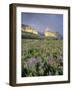 Meadow of Wildflowers Near Lake Sherbourne in Glacier National Park, Montana, USA-Chuck Haney-Framed Photographic Print