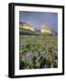 Meadow of Wildflowers Near Lake Sherbourne in Glacier National Park, Montana, USA-Chuck Haney-Framed Photographic Print