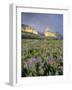 Meadow of Wildflowers Near Lake Sherbourne in Glacier National Park, Montana, USA-Chuck Haney-Framed Photographic Print