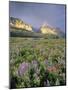 Meadow of Wildflowers Near Lake Sherbourne in Glacier National Park, Montana, USA-Chuck Haney-Mounted Photographic Print