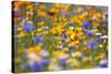 Meadow of Wildflowers-Craig Tuttle-Stretched Canvas