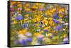 Meadow of Wildflowers-Craig Tuttle-Framed Stretched Canvas