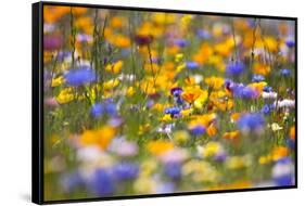 Meadow of Wildflowers-Craig Tuttle-Framed Stretched Canvas