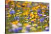 Meadow of Wildflowers-Craig Tuttle-Stretched Canvas