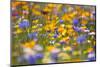 Meadow of Wildflowers-Craig Tuttle-Mounted Photographic Print