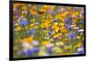 Meadow of Wildflowers-Craig Tuttle-Framed Photographic Print