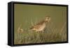 Meadow Pipit (Anthus Pratensis) on Ground in Rough Grassland, Scotland, UK, May 2010-Mark Hamblin-Framed Stretched Canvas