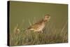 Meadow Pipit (Anthus Pratensis) on Ground in Rough Grassland, Scotland, UK, May 2010-Mark Hamblin-Stretched Canvas