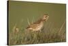 Meadow Pipit (Anthus Pratensis) on Ground in Rough Grassland, Scotland, UK, May 2010-Mark Hamblin-Stretched Canvas