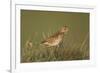 Meadow Pipit (Anthus Pratensis) on Ground in Rough Grassland, Scotland, UK, May 2010-Mark Hamblin-Framed Premium Photographic Print