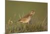 Meadow Pipit (Anthus Pratensis) on Ground in Rough Grassland, Scotland, UK, May 2010-Mark Hamblin-Mounted Premium Photographic Print