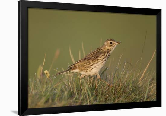 Meadow Pipit (Anthus Pratensis) on Ground in Rough Grassland, Scotland, UK, May 2010-Mark Hamblin-Framed Premium Photographic Print