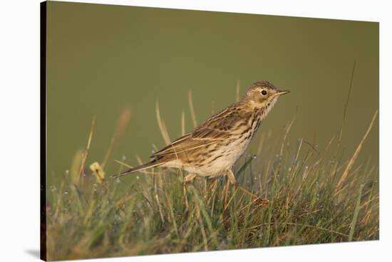 Meadow Pipit (Anthus Pratensis) on Ground in Rough Grassland, Scotland, UK, May 2010-Mark Hamblin-Stretched Canvas