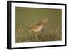 Meadow Pipit (Anthus Pratensis) on Ground in Rough Grassland, Scotland, UK, May 2010-Mark Hamblin-Framed Photographic Print