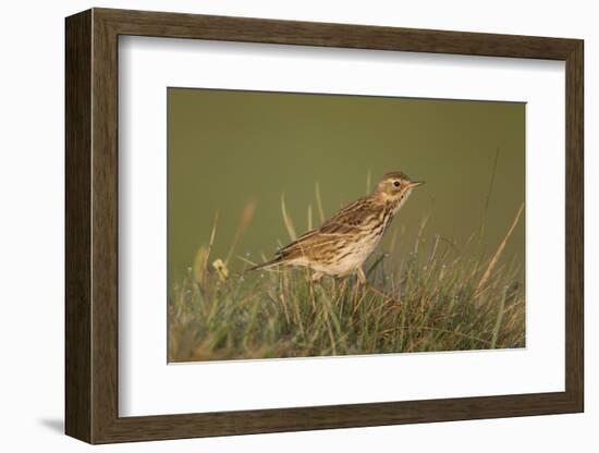 Meadow Pipit (Anthus Pratensis) on Ground in Rough Grassland, Scotland, UK, May 2010-Mark Hamblin-Framed Photographic Print