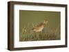 Meadow Pipit (Anthus Pratensis) on Ground in Rough Grassland, Scotland, UK, May 2010-Mark Hamblin-Framed Photographic Print