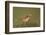 Meadow Pipit (Anthus Pratensis) on Ground in Rough Grassland, Scotland, UK, May 2010-Mark Hamblin-Framed Photographic Print