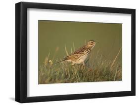 Meadow Pipit (Anthus Pratensis) on Ground in Rough Grassland, Scotland, UK, May 2010-Mark Hamblin-Framed Photographic Print