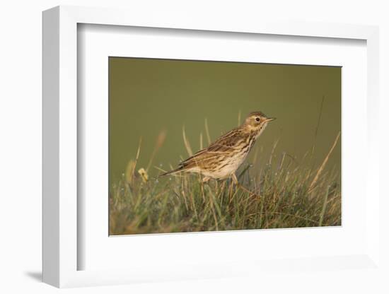 Meadow Pipit (Anthus Pratensis) on Ground in Rough Grassland, Scotland, UK, May 2010-Mark Hamblin-Framed Photographic Print