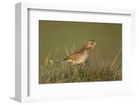 Meadow Pipit (Anthus Pratensis) on Ground in Rough Grassland, Scotland, UK, May 2010-Mark Hamblin-Framed Photographic Print