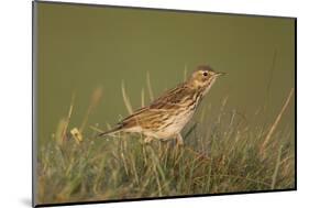 Meadow Pipit (Anthus Pratensis) on Ground in Rough Grassland, Scotland, UK, May 2010-Mark Hamblin-Mounted Photographic Print