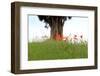 Meadow, Poppies, Papaver Rhoeas-Jule Leibnitz-Framed Photographic Print